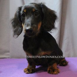 Lady Bug - Black and tan female Dachshund puppy in Liberty, Texas from Sweetnlow Dachshund