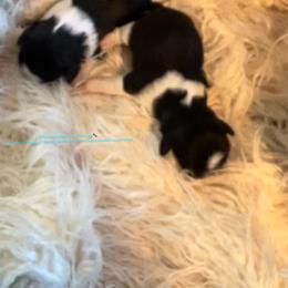 Shih Tzu Puppies from Seaside Shih Tzu Cottage