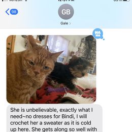 Yorkshire Terrier Puppies from Happy Little Yorkies