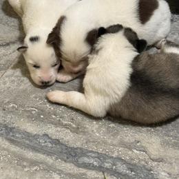 Siberian Husky Puppies from Leanna Bartrum