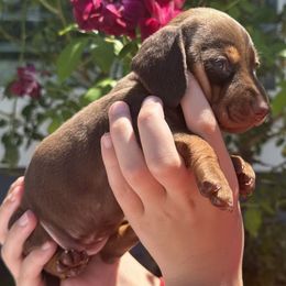 Puppy 5 - Chocolate and tan female Dachshund puppy in Riverside, California from Saddle Up Dachshunds