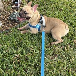 Fable - French Bulldog