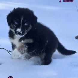 Espresso - Black tri-color female Australian Shepherd puppy in Albion, Michigan from Northern Lights Aussies (NL Aussies)