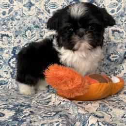 Clay - Black and white male Shih Tzu puppy in Shawnee, Oklahoma from Black Velvet Shih Tzu