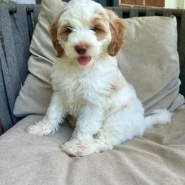 Hopper - Parti male Goldendoodle puppy in Taylorsville, North Carolina from Doggone Dixie Doodles