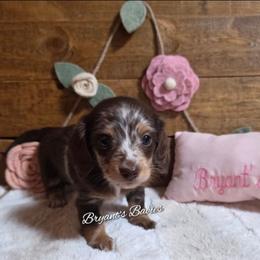 Molly - Dapple female Dachshund puppy in Webb, Alabama from Bryant's Babies