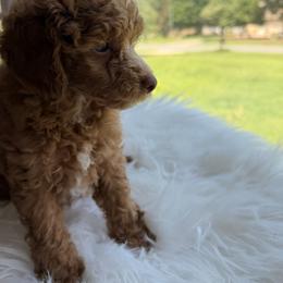 Pekingese, Poodle, and Shih Tzu Puppies from Happy puppies