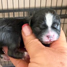 Bentley - Black and white male Shih Tzu puppy in Victorville, California from Precioustzus