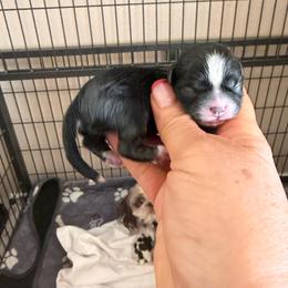 Bentley - Black and white male Shih Tzu puppy in Victorville, California from Precioustzus