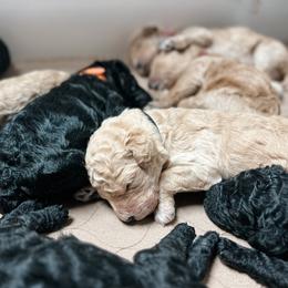 Poodle Puppies from Starcatcher Standard Poodles