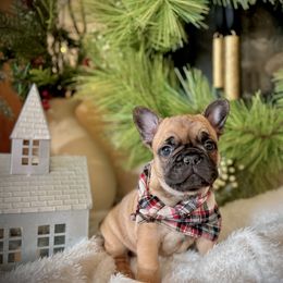 Pumpkin - Fawn French Bulldog puppy in Ann Arbor, Michigan from Fabulouslee French