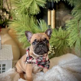 Pumpkin - Fawn French Bulldog puppy in Ann Arbor, Michigan from Fabulouslee French