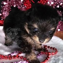 Pepper's Only Human - Black and tan male Pomeranian puppy in Plant City, Florida from Pepper's Pomeranians