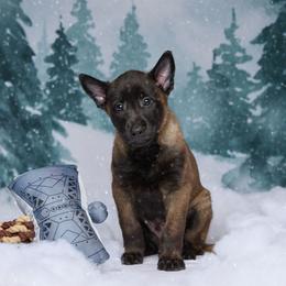 Vilkas - Mahogany male Belgian Malinois puppy in Sanger, Texas from Faubion Malinois