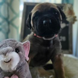 Mouse - Fawn female Mastiff puppy in Linton, Indiana from Riggins Mastiffs and Danes