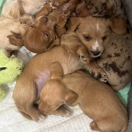 Dachshund Puppies from Silver Dach Farms