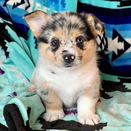 American Corgi Puppies from Blue Diamond Welsh corgis