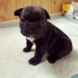 French Bulldog Puppies from Paw and Oates