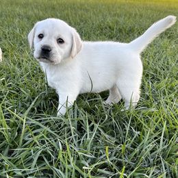 Labrador Retriever Puppies from Flashylabs  AKC GR CHAMPION SIRED