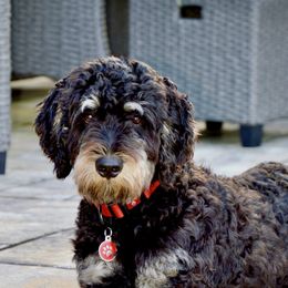 Bernedoodles from Sweetheart Doodles