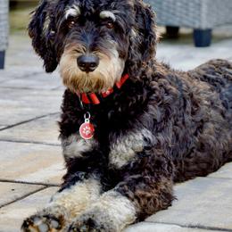 Bernedoodles from Sweetheart Doodles