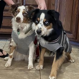 Miniature Australian Shepherds from Lowke Miniature Australian Shepherds