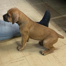 Male - Fawn male Boerboel puppy in Flemingsburg, Kentucky from Aussgardian Boerboels