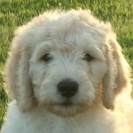 Goldendoodle Puppies from Peachy Sweet Goldendoodles