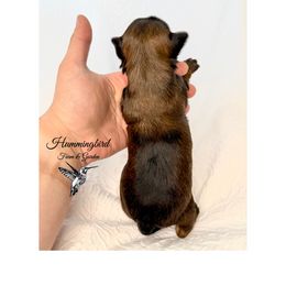 Yorkshire Terrier Puppies from Hummingbird Farm & Gardens