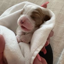 Cavalier King Charles Spaniel Puppies from Poshy Cavaliers