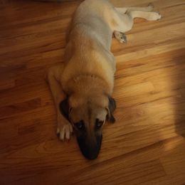 Anatolian Shepherd Dog All Grown Up from Schmahl Family Farms