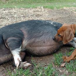 Rhodesian Ridgeback Puppies from Fawn Millette