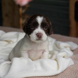 Purple - Liver and white female English Springer Spaniel puppy in Loris, South Carolina from Palmetto Springer Spaniels