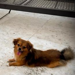 Sunshine Mi-Ki's Romeo - Red male Mi-Ki puppy in Fort Myers Beach, Florida from Sunshine Mi-Ki's