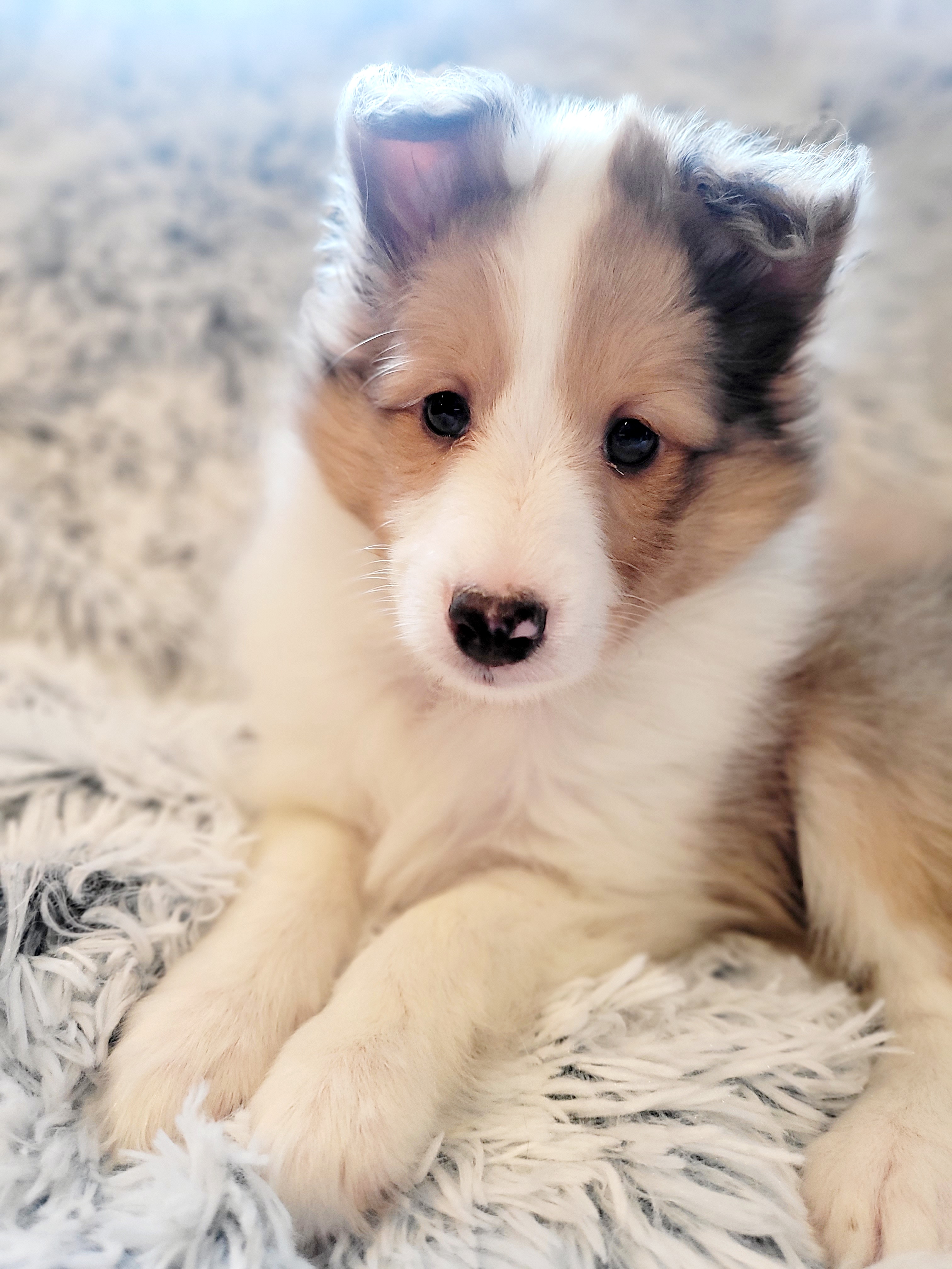 Shetland Sheepdog Puppies from Hope's Heart Shelties