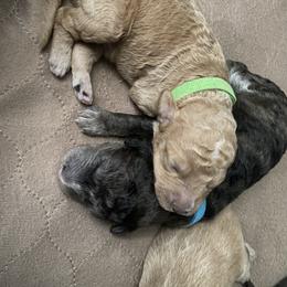 Sheepadoodle Puppies from Sarah Pearl’s Mini Sheepadoodles