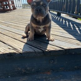 French Bulldog Puppies from Bleu Rock French Bulldogs