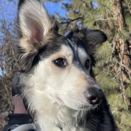Wylie - Pomsky