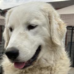 Julian - White Maremma Sheepdog puppy in Kings County, California from Prancing Pony Farm Maremma Sheepdogs