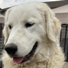 Julian - White Maremma Sheepdog puppy in Kings County, California from Prancing Pony Farm Maremma Sheepdogs