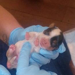 James - Parti male Yorkshire Terrier puppy in Jacksonville, Arkansas from Royal Yorkie Terrier