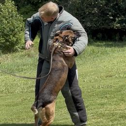 Nautilus - Belgian Malinois