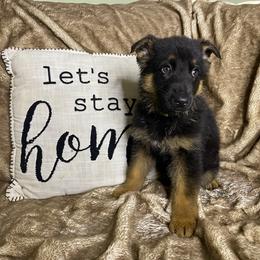 Scout - Black and red male German Shepherd puppy in Mc Minnville, Tennessee from Hobbs Family Shepherds