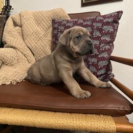 Slate - Gray and fawn male Cane Corso puppy in Utah from 3Lake Kennelz