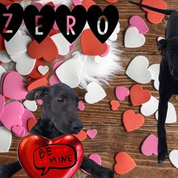 Great Dane Puppies from RRDanes