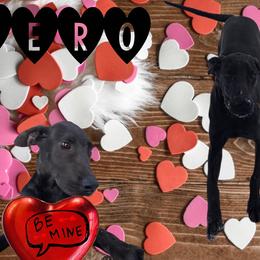 Great Dane Puppies from RRDanes