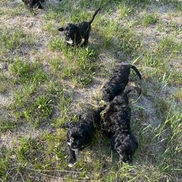 Portuguese Water Dog Puppies from Ascent Portuguese Water Dogs