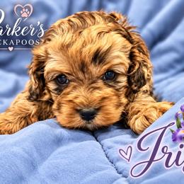 Iris - Merle female Cockapoo puppy in Perry, Arkansas from Parker's Cockapoos