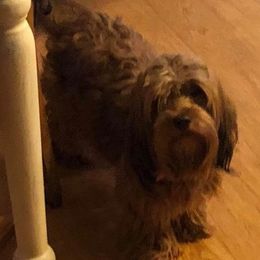 Rose - Havanese