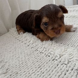 Libby - Liver female Yorkshire Terrier puppy in Elk Ridge, Utah from Janita's Yorkshire Terriers